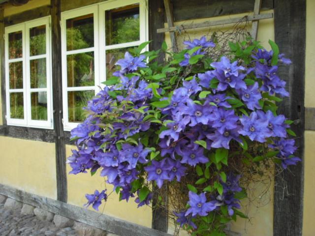Landhaus Kiesow Suderburg Exterior foto